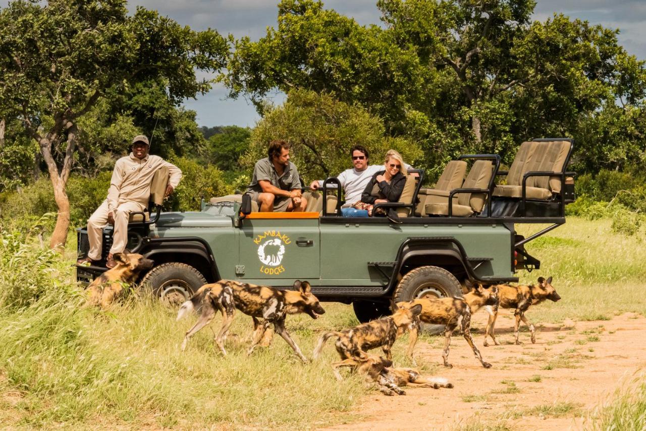 Kambaku Safari Timbavati Game Reserve